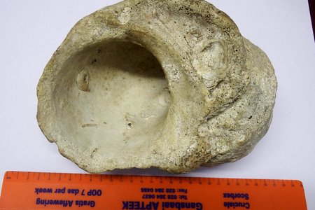 Die Reuse-alikreukel (Turbo sarmaticus)